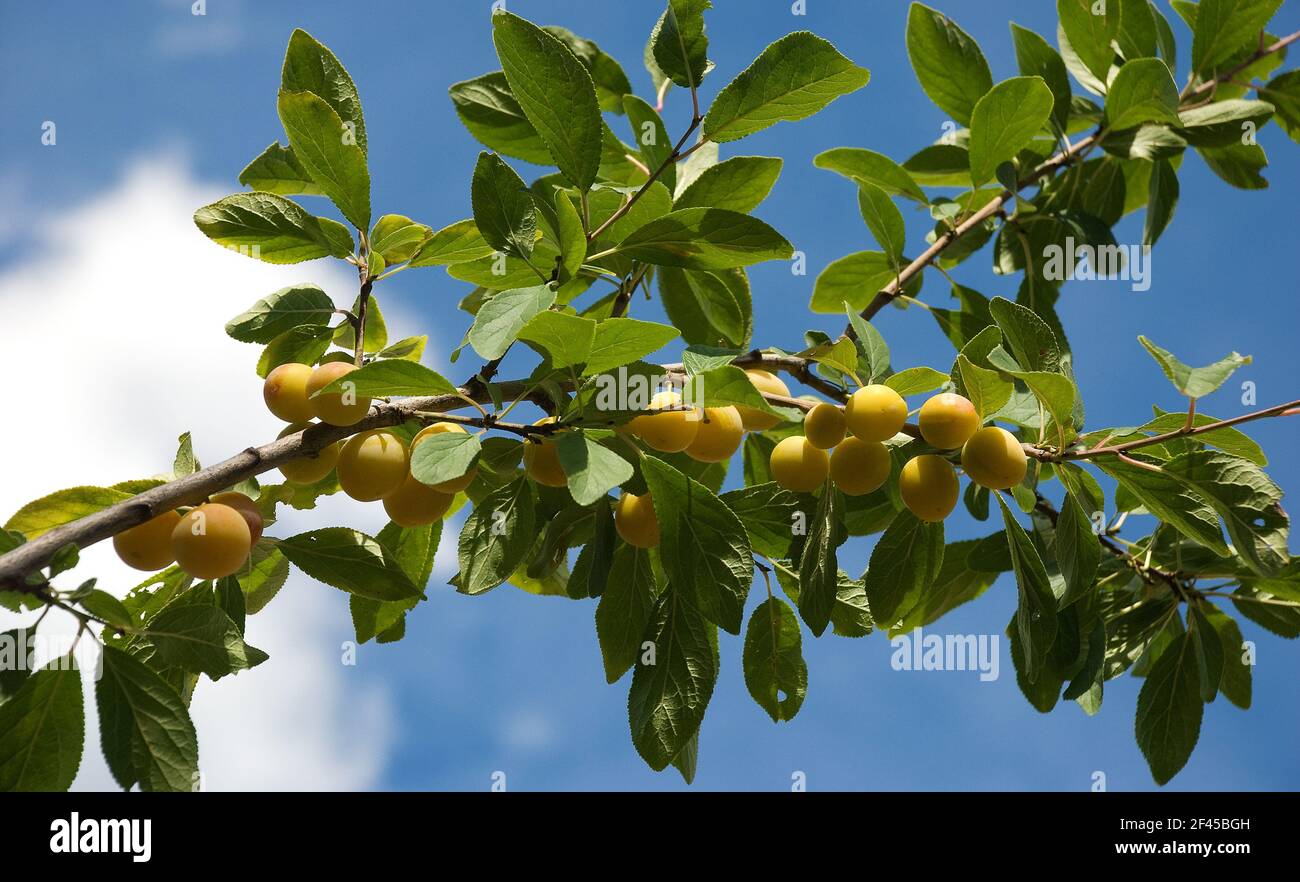 Ripe mirabelle plums on the branch against a blue sky Stock Photo