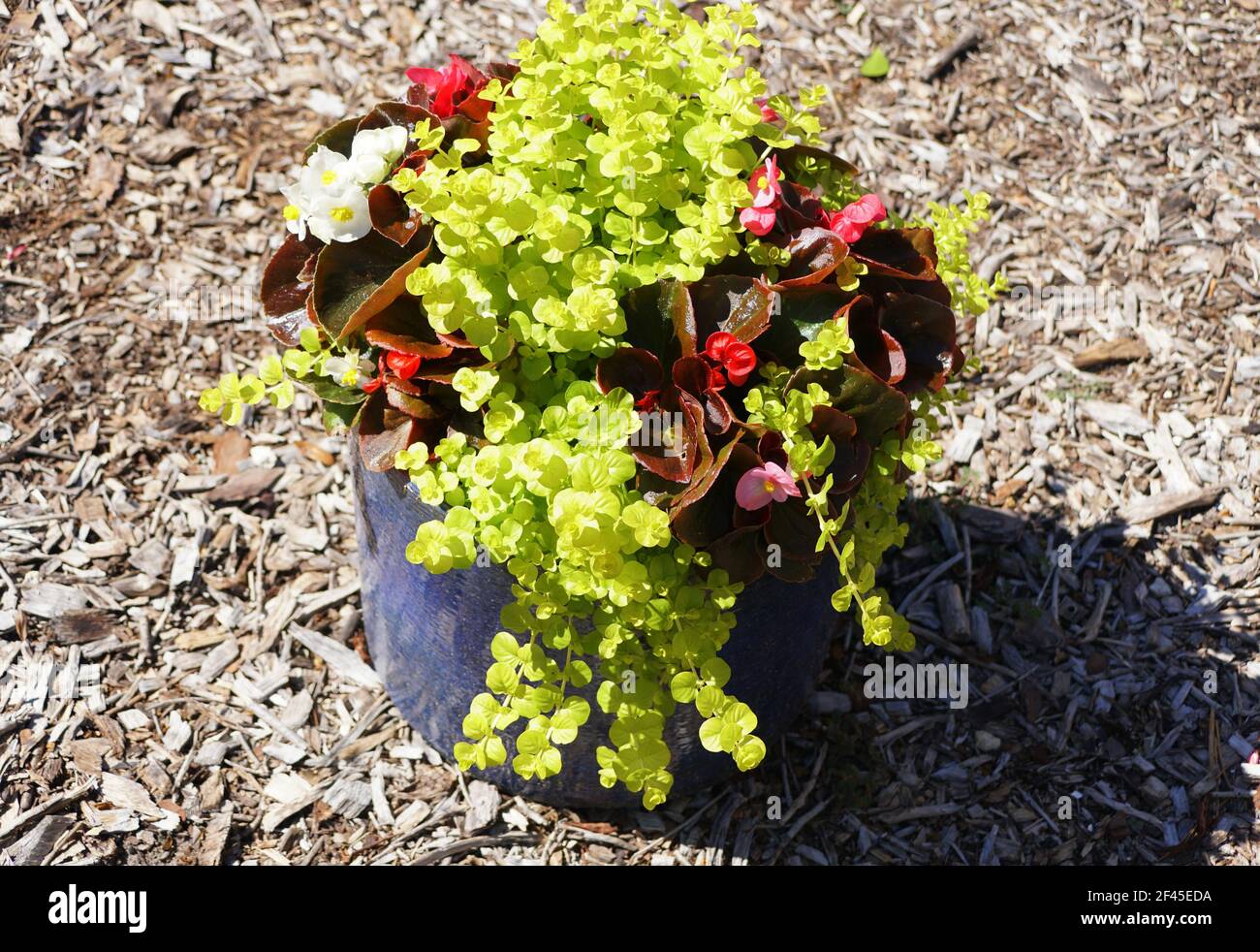A small pot with green Creeping Jenny and red begonia plant Stock Photo