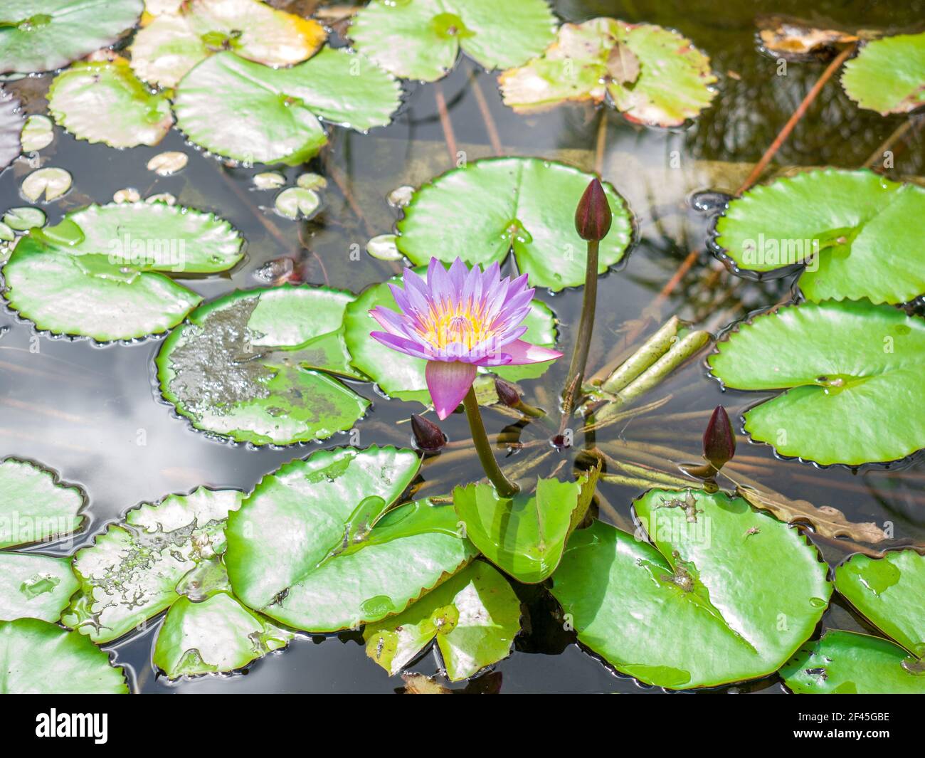 A Closeup Shot Of A Violet Water Lily Flower With Buds And Leaves In a-closeup-shot-of-a-violet-water-lily-flower-with-buds-and-leaves-in