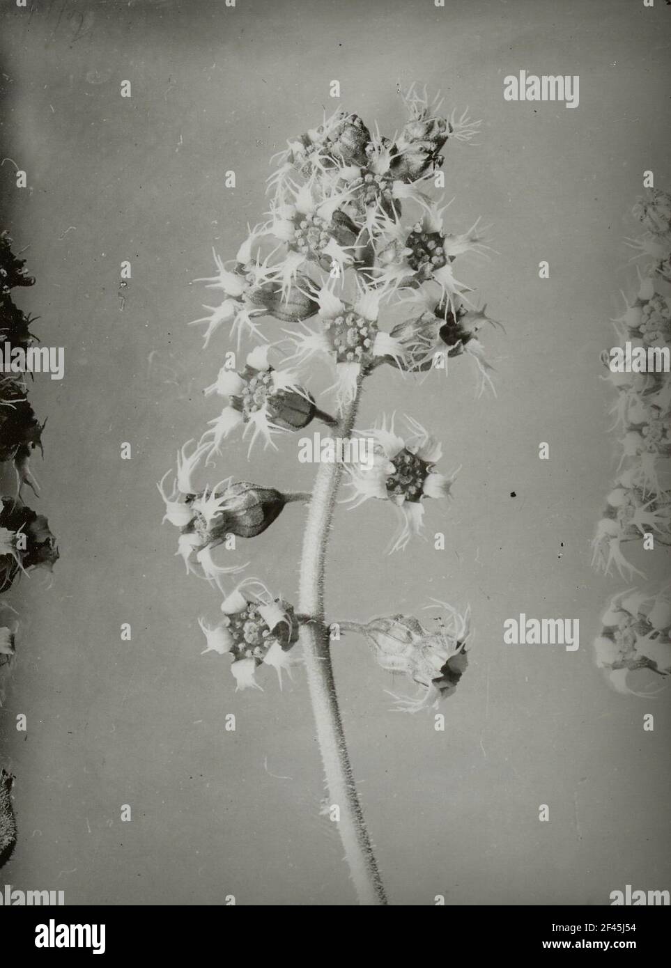 Inflorescence of the false alrauna root (Tellima Grandiflora) Stock Photo