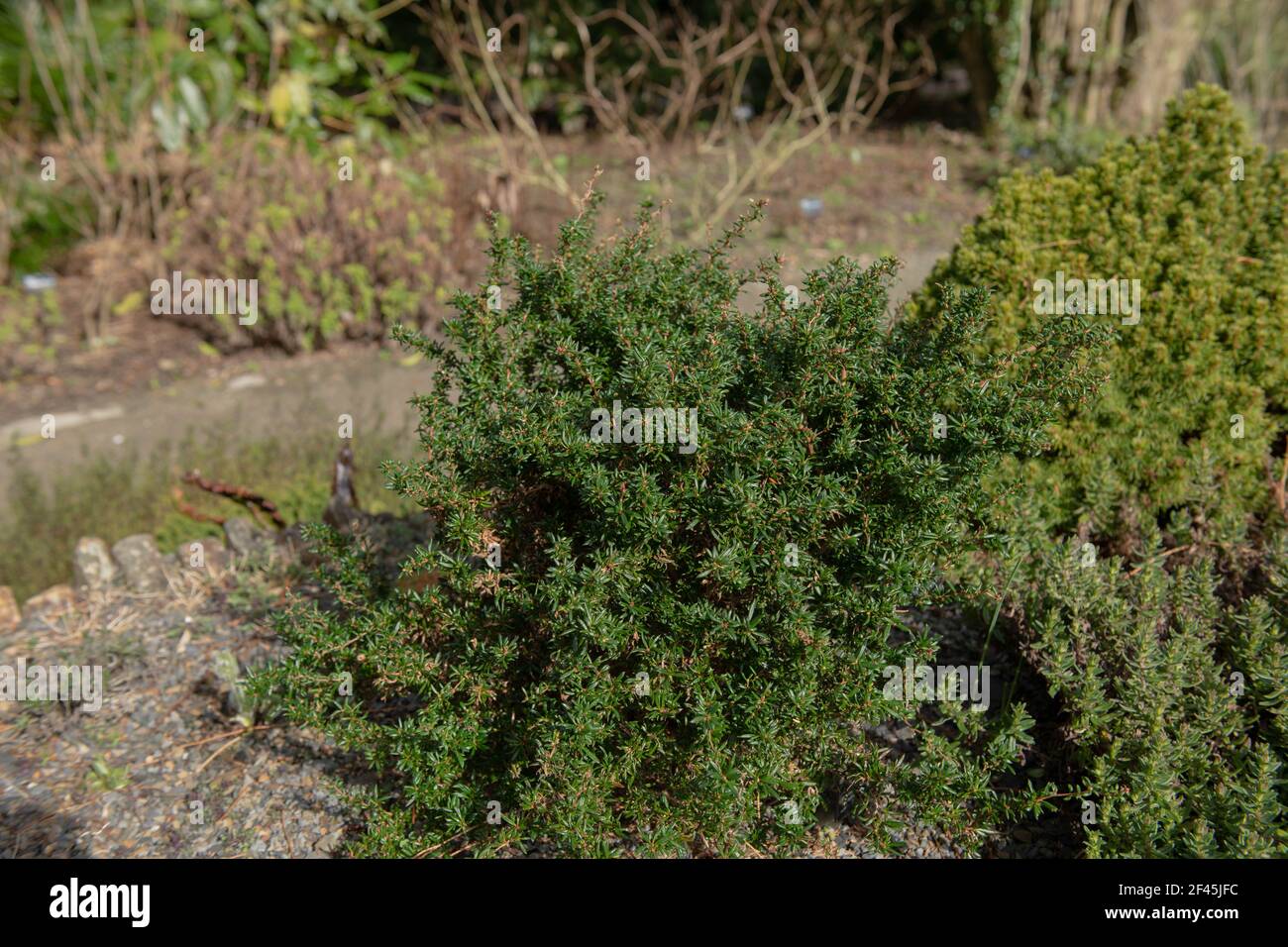 Spring Foliage and Flower Buds of the Compact Dwarf Golden Barberry Shrub (Berberis x stenophylla 'Corallina Compacta') Growing in a Rockery Garden Stock Photo