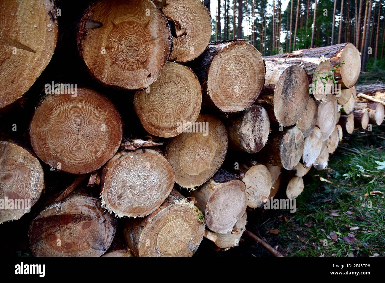 Pine tree logs in forest after clearing of plantation in forest. Raw timber  from felling site. Cut trees logs. Stacks of cut wood. Environmetal and il  Stock Photo - Alamy
