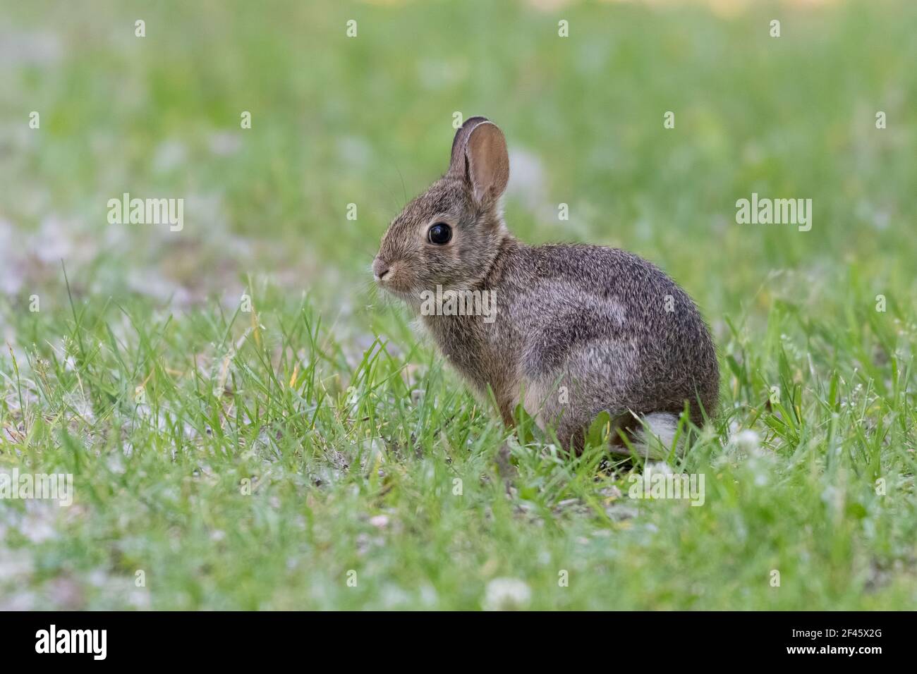 Baby rabbit (kitten) in grass Stock Photo