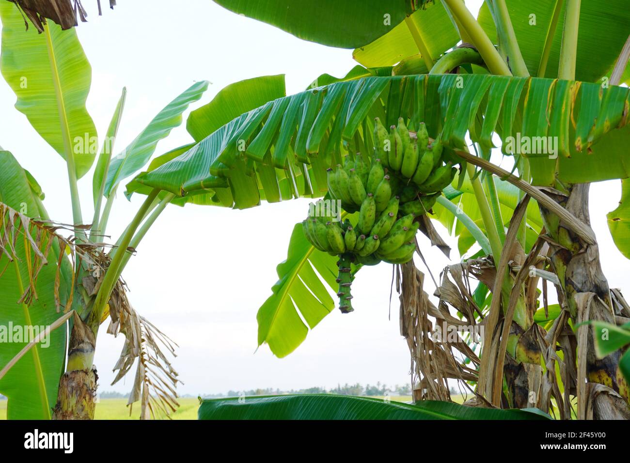 Green bananas summer fruit with a bunch on the banana tree in a