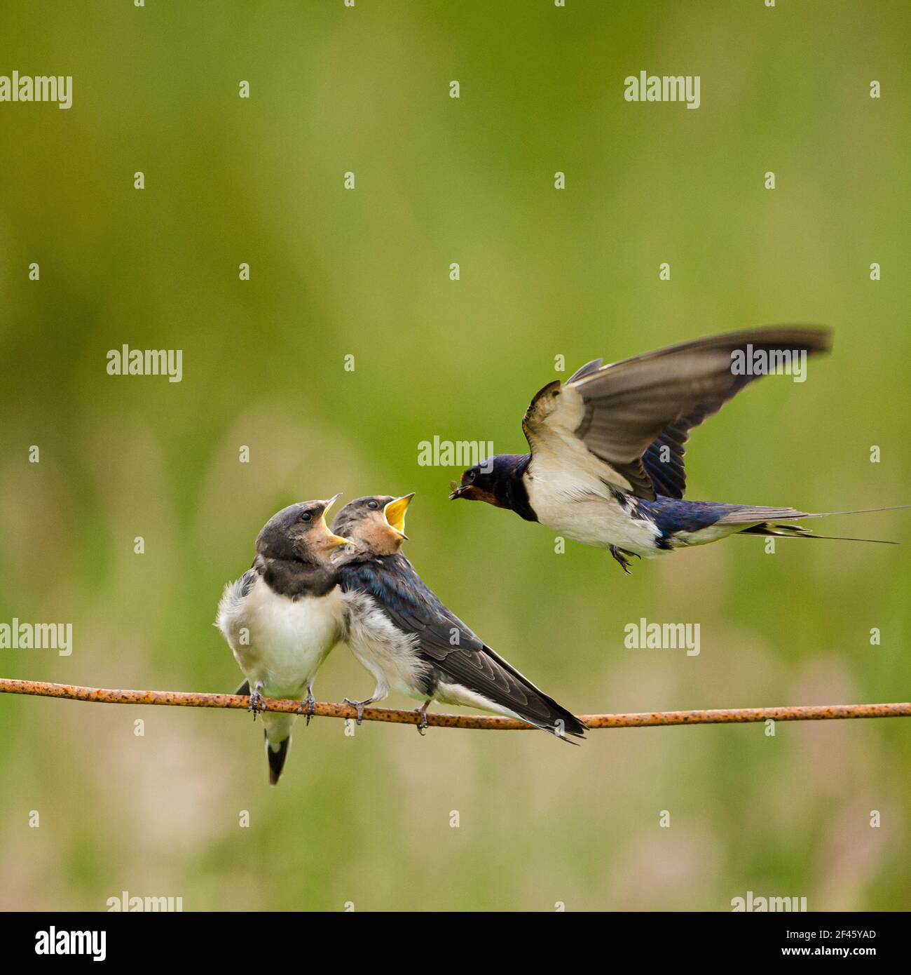Swallow feeding young in flight. square format picture Stock Photo Alamy