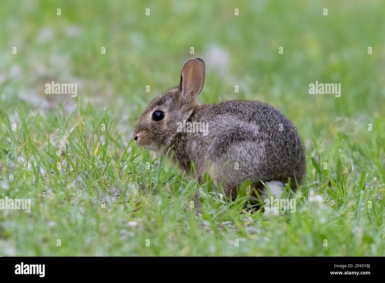 Baby rabbit (kitten) in grass Stock Photo
