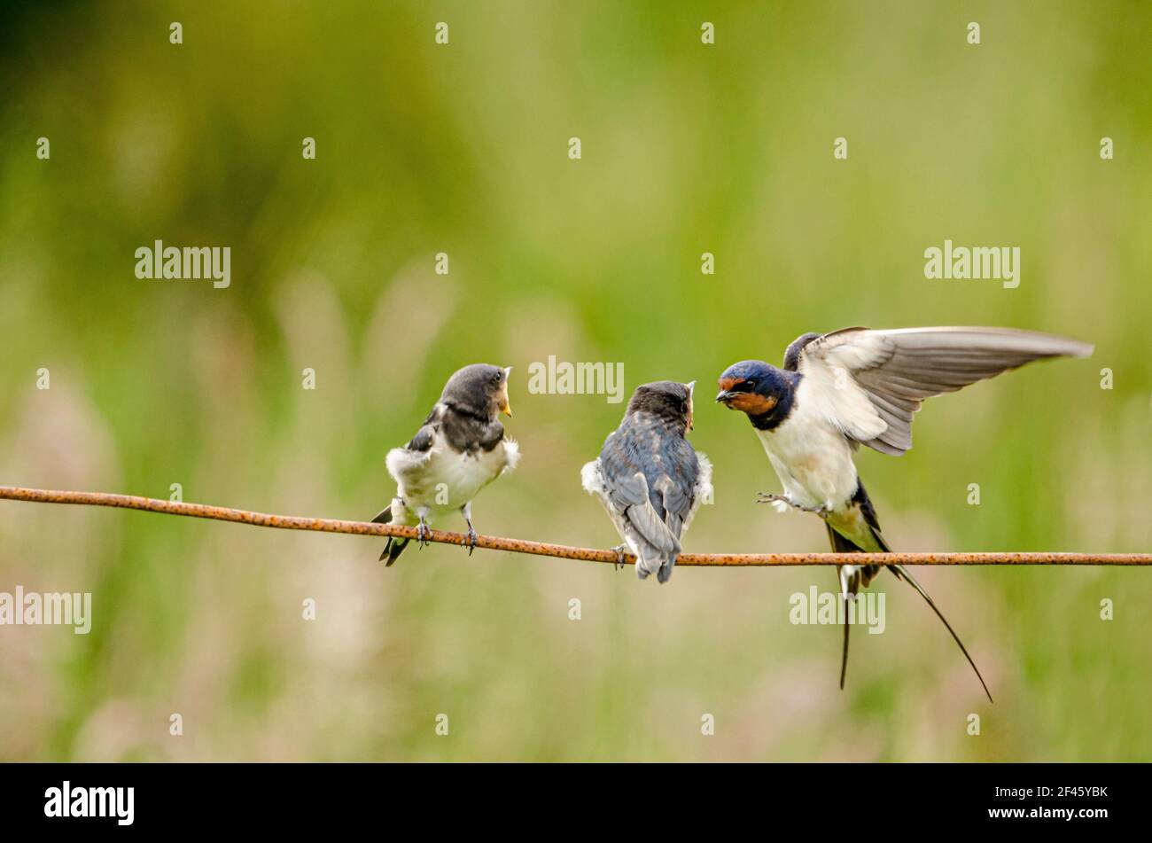 Swallow feeding young nestlings Stock Photo Alamy