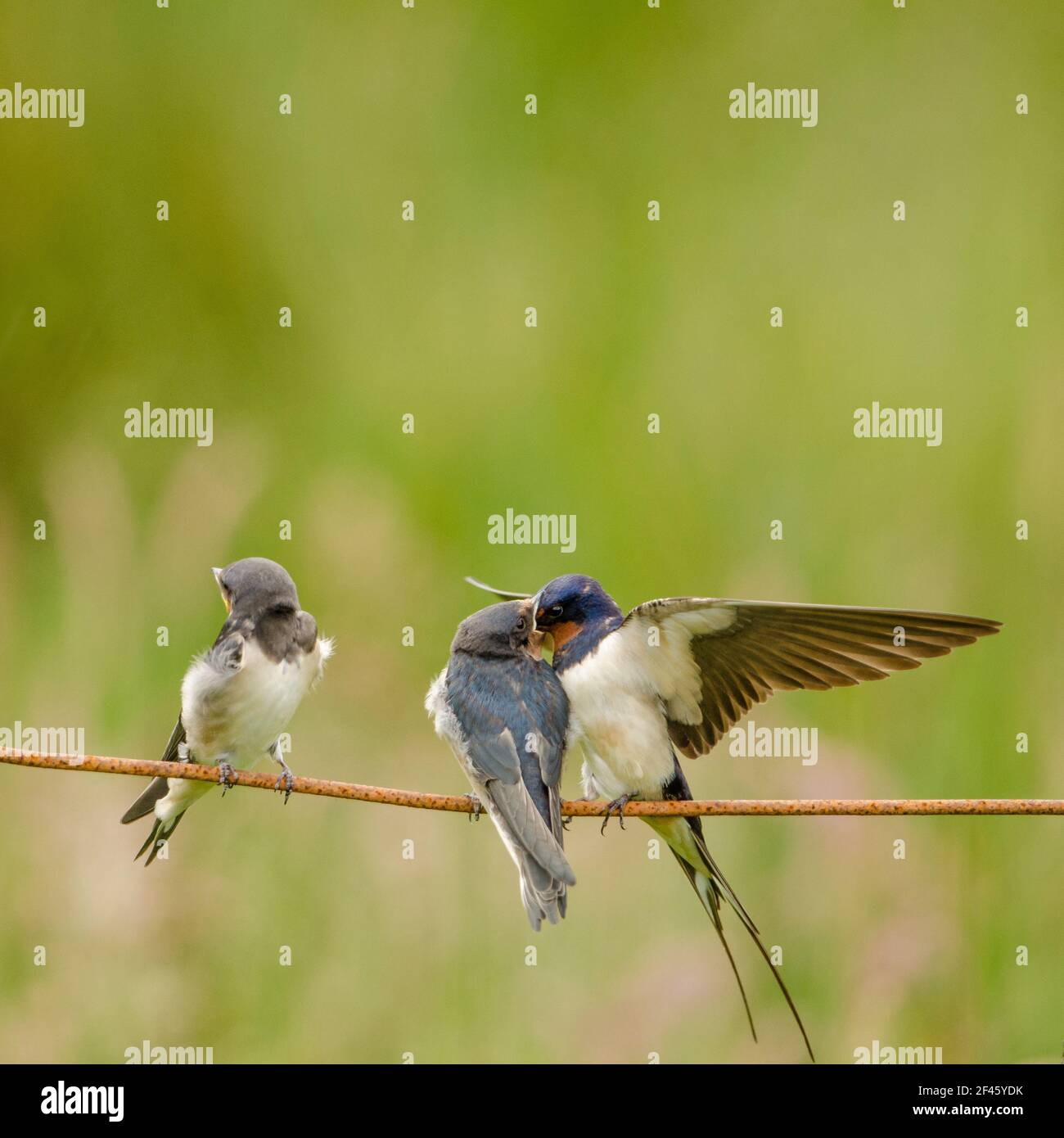 Swallow feeding young in flight. square format picture Stock Photo Alamy