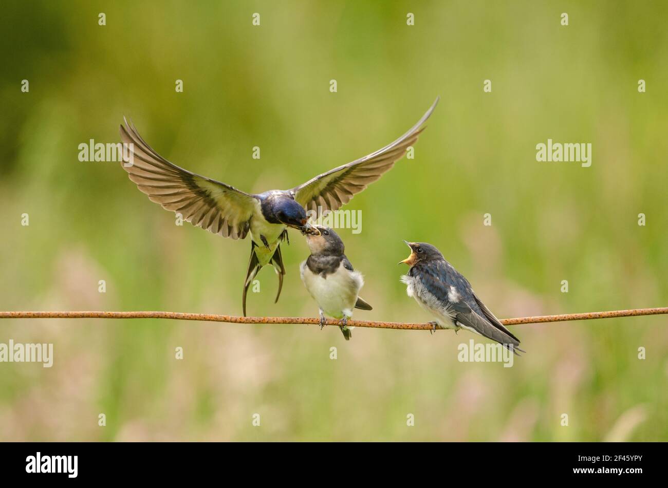 Swallow feeding young in flight Stock Photo Alamy