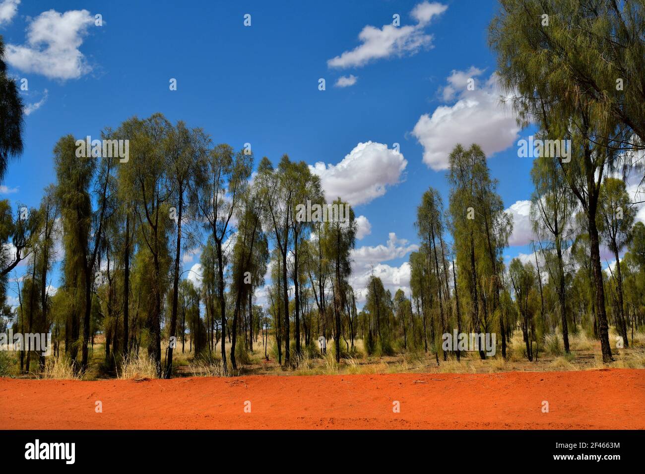 Australia, desert oak trees in Rainbow valley national park in Northern Territory Stock Photo