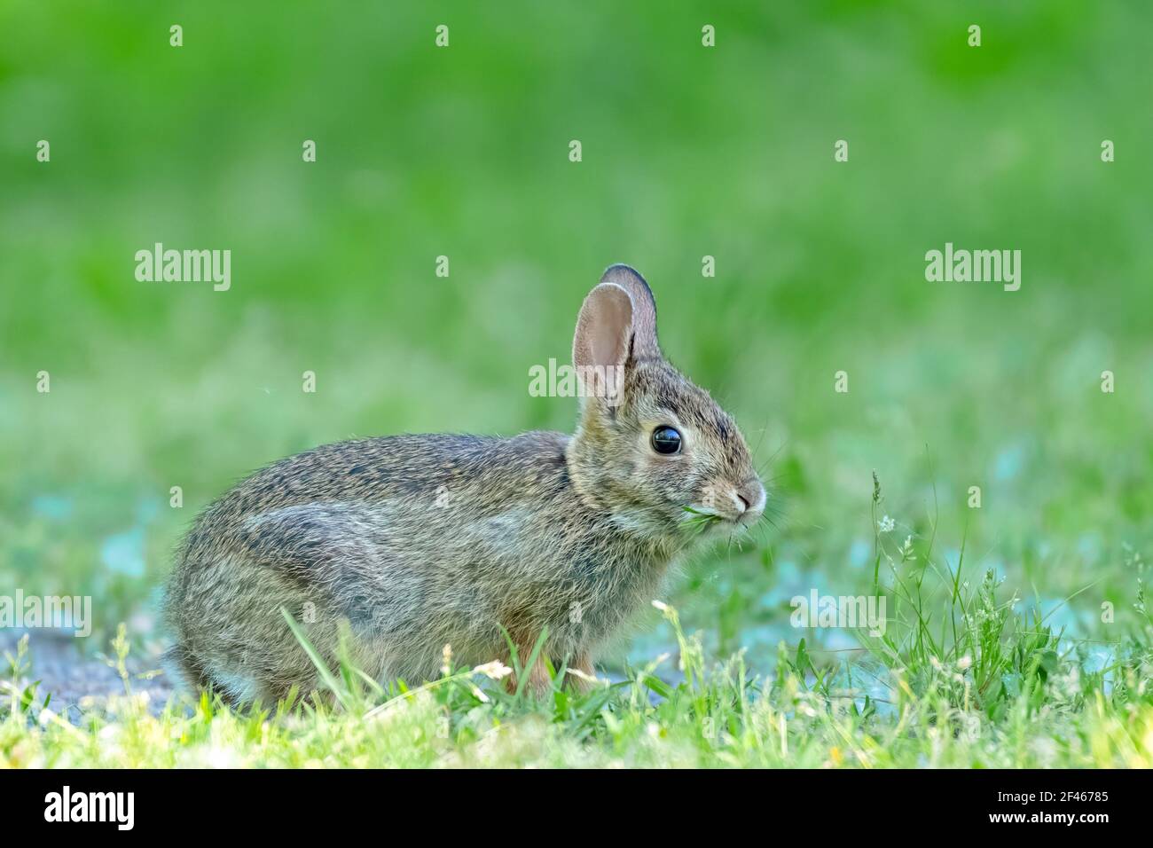 Baby rabbit (kitten) eating in a field Stock Photo