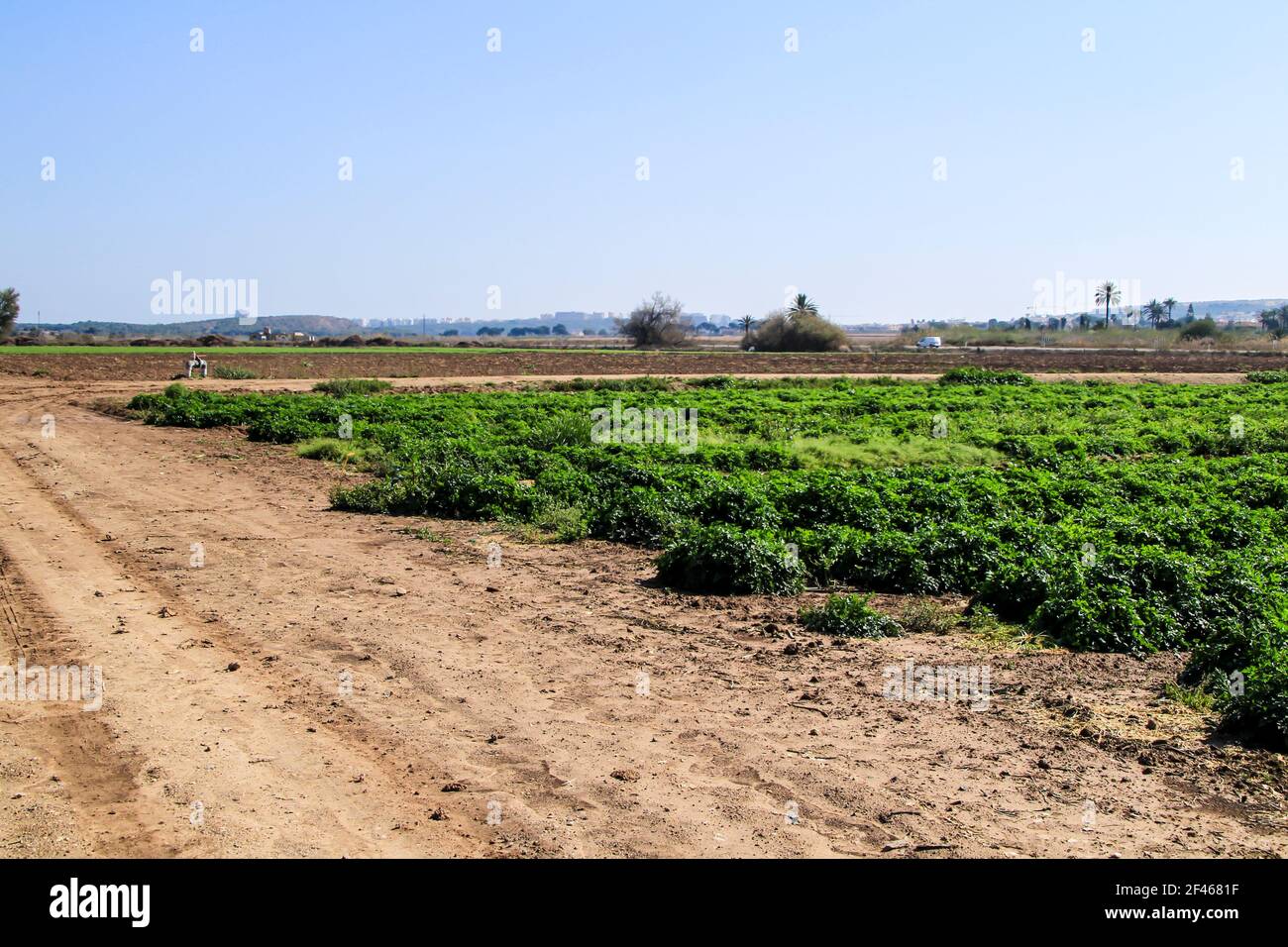 Beautiful fields planted with curly parley (Petroselinum Crispum) in Southern Spain Stock Photo