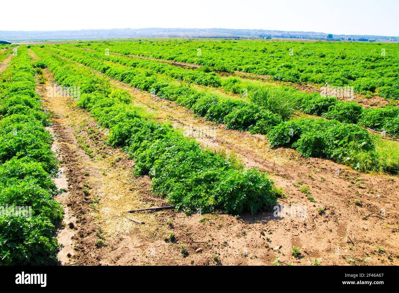Beautiful fields planted with curly parley (Petroselinum Crispum) in Southern Spain Stock Photo