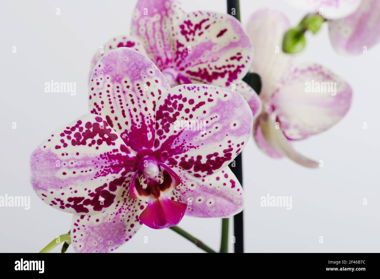 Pink blossom of orchid flower on white background Stock Photo