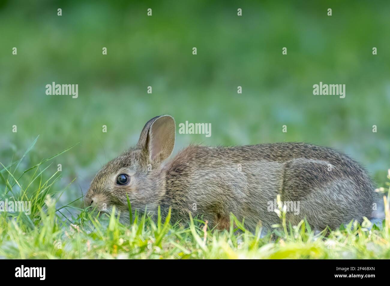 Baby bunny - rabbit kitten eating in a field Stock Photo