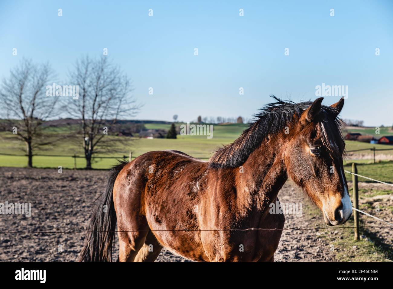 Brown captive horse has sad face while kept confined within a field. Beautiful unhappy chestnut horse or tired brown stallion in fenced farm field Stock Photo