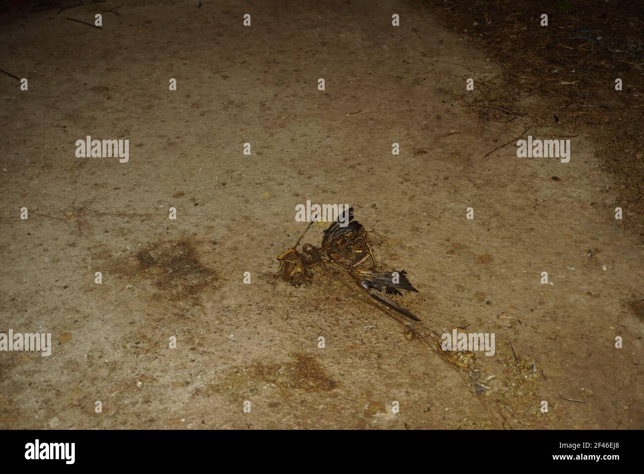 The death swiftlet body inside the Swiftlet Bird Nest Farming house