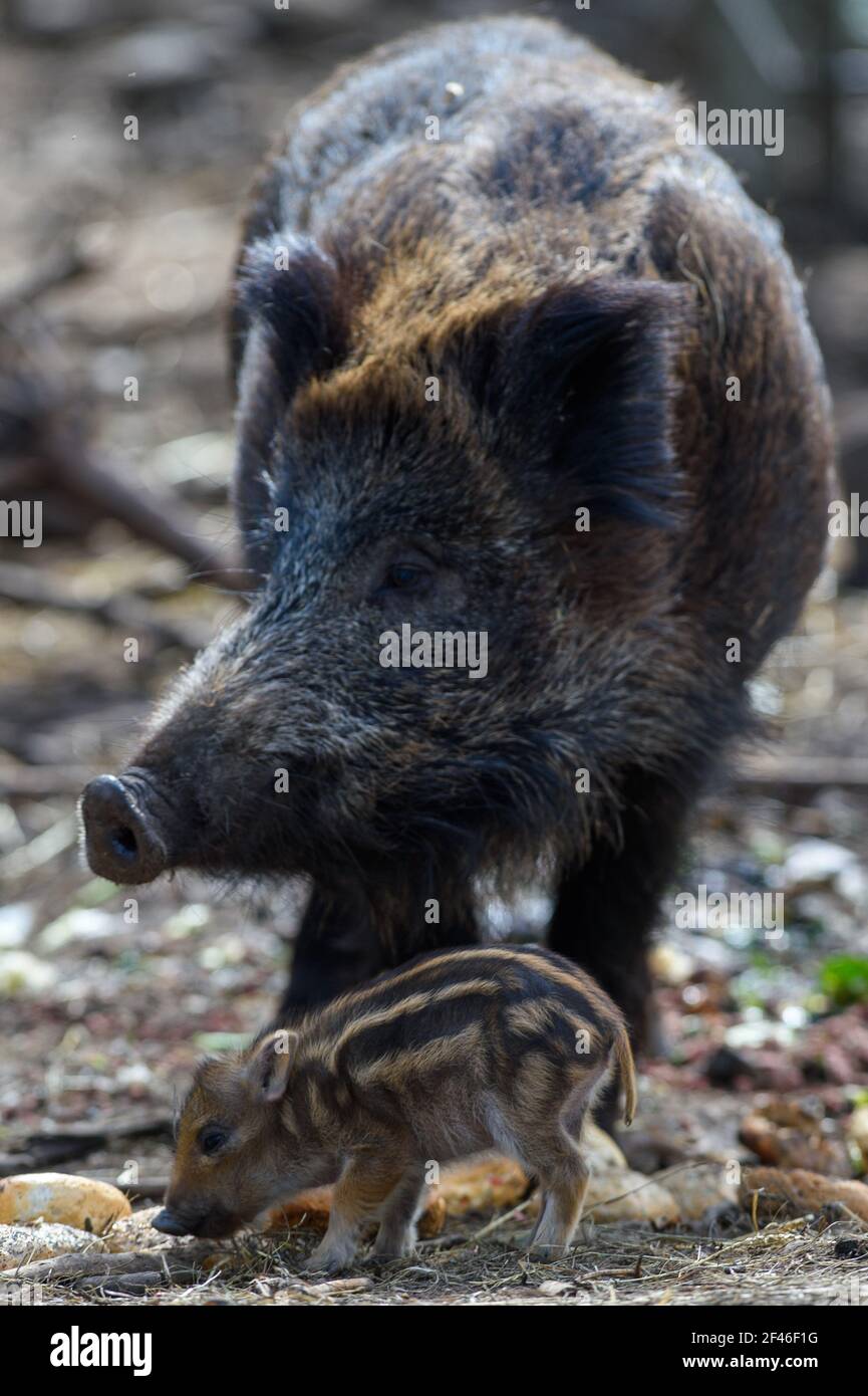 Halberstadt, Germany. 19th Mar, 2021. A freshling is standing in the enclosure near a sow in the Halberstadt zoo. It is only a few days old. In total, seven animals were born in the wild boars in the zoo. The frenzy season, i.e. the mating season, is mainly in the winter months, so that with the spring the freshling season begins. Credit: Klaus-Dietmar Gabbert/dpa-Zentralbild/ZB/dpa/Alamy Live News Stock Photo
