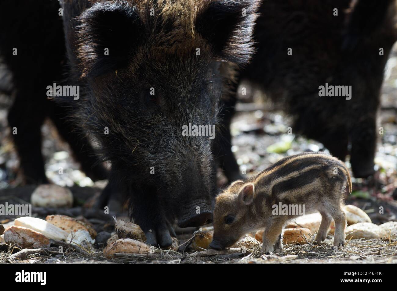 Halberstadt, Germany. 19th Mar, 2021. A freshling is standing in the enclosure near a sow in the Halberstadt zoo. It is only a few days old. In total, seven animals were born in the wild boars in the zoo. The frenzy season, i.e. the mating season, is mainly in the winter months, so that with the spring the freshling season begins. Credit: Klaus-Dietmar Gabbert/dpa-Zentralbild/ZB/dpa/Alamy Live News Stock Photo