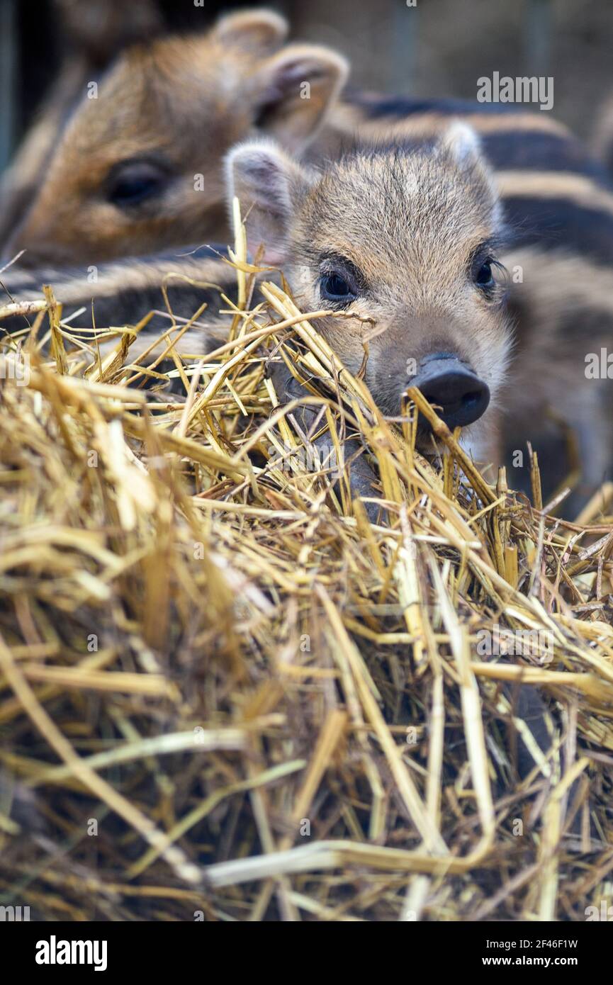 Halberstadt, Germany. 19th Mar, 2021. Young boars lie in the hay in the Halberstadt zoo. The wild boar youngsters are only a few days old. A total of seven animals were born in the wild boars in the zoo. The frenzy season, i.e. the mating season is mainly in the winter months, so that with the spring the freshling season begins. Credit: Klaus-Dietmar Gabbert/dpa-Zentralbild/ZB/dpa/Alamy Live News Stock Photo