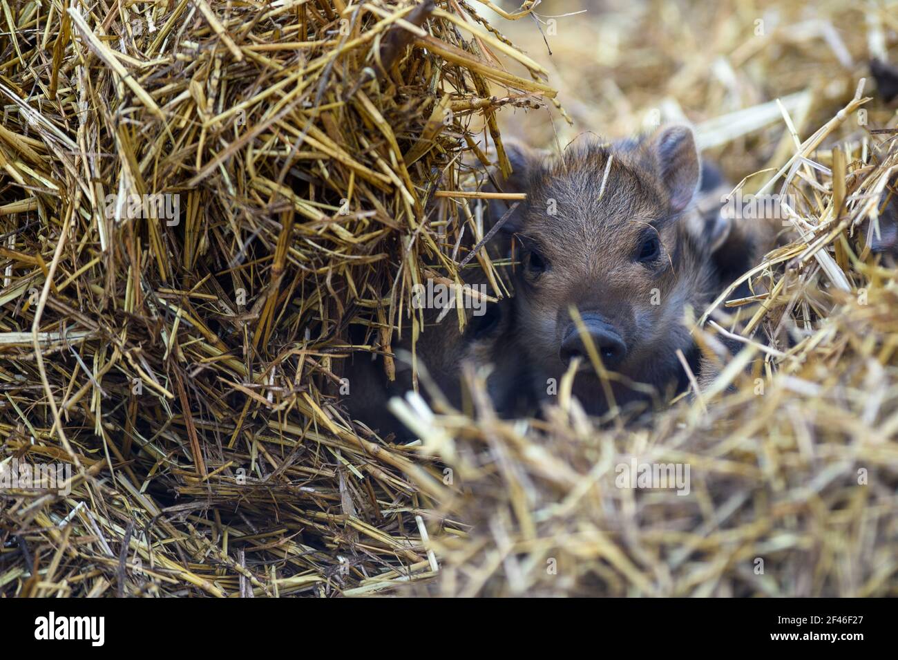 Halberstadt, Germany. 19th Mar, 2021. A young boar lies in the hay in the Halberstadt zoo. The wild boar cub is only a few days old. In total, seven animals were born in the wild boars in the zoo. The frenzy season, i.e. the mating season is mainly in the winter months, so that with the spring the freshling season begins. Credit: Klaus-Dietmar Gabbert/dpa-Zentralbild/ZB/dpa/Alamy Live News Stock Photo