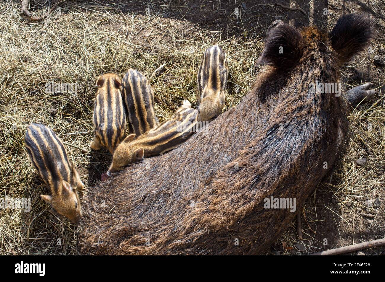 Halberstadt, Germany. 19th Mar, 2021. A doe suckles the wild boar offspring in Halberstadt Zoo. The young pigs are only a few days old and can be easily observed in their outdoor enclosure. A total of seven animals were born in the zoo. The frenzy season, i.e. the mating season, is mainly in the winter months, so that with the spring, the freshet season begins. Credit: Klaus-Dietmar Gabbert/dpa-Zentralbild/ZB/dpa/Alamy Live News Stock Photo