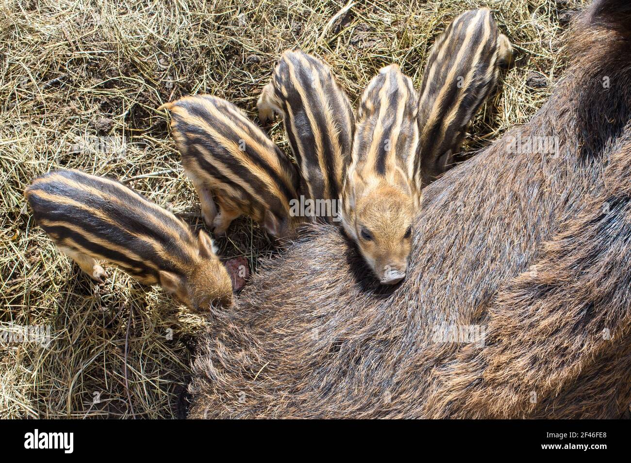 Halberstadt, Germany. 19th Mar, 2021. A doe suckles the wild boar offspring in Halberstadt Zoo. The young pigs are only a few days old and can be easily observed in their outdoor enclosure. A total of seven animals were born in the zoo. The frenzy season, i.e. the mating season, is mainly in the winter months, so that with the spring, the freshet season begins. Credit: Klaus-Dietmar Gabbert/dpa-Zentralbild/ZB/dpa/Alamy Live News Stock Photo