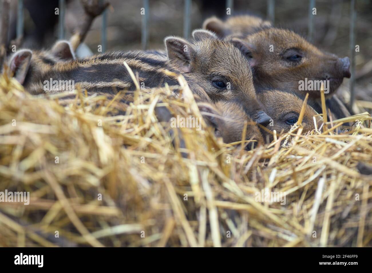 Halberstadt, Germany. 19th Mar, 2021. Young boar lie in the hay in the Halberstadt zoo. The wild boar youngsters are only a few days old. A total of seven animals were born in the wild boars in the zoo. The frenzy season, i.e. the mating season is mainly in the winter months, so that with the spring the freshling season begins. Credit: Klaus-Dietmar Gabbert/dpa-Zentralbild/ZB/dpa/Alamy Live News Stock Photo