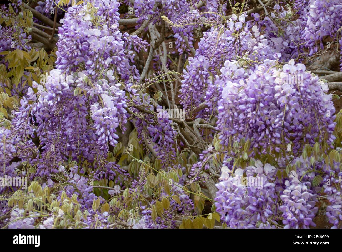 beautiful pale purple flowers of a wisteria Stock Photo