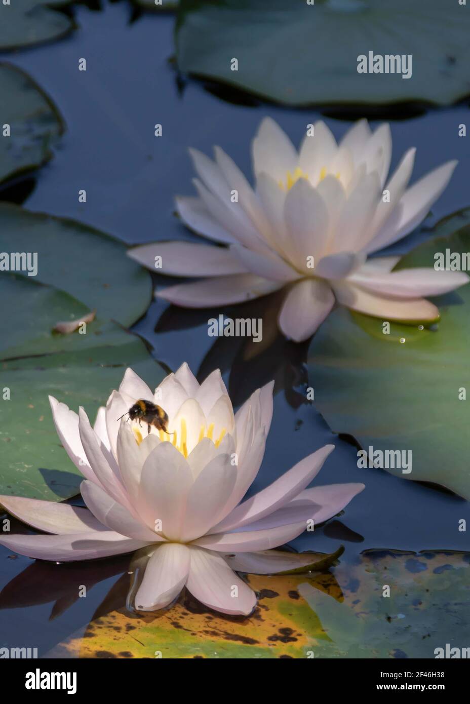 Lily flower bee hi-res stock photography and images - Alamy