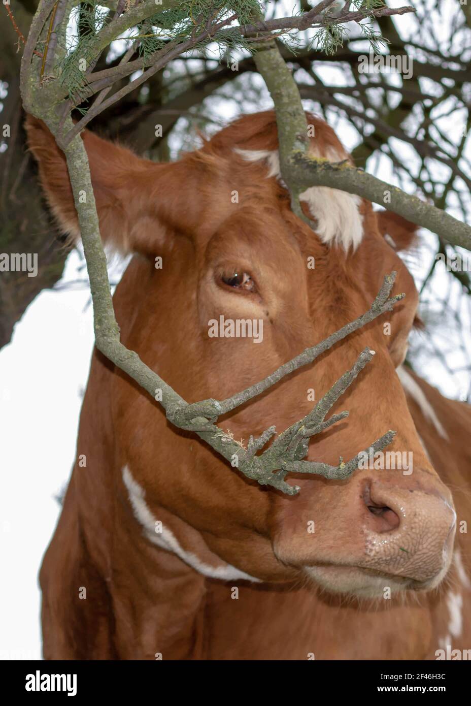 pretty brown cow peering through the branches Stock Photo