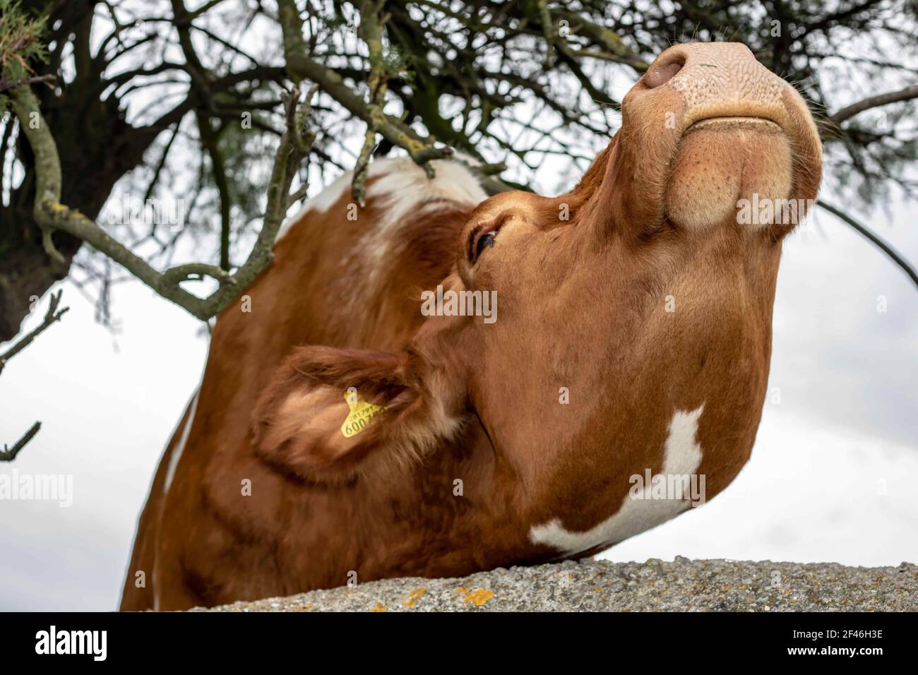 pretty brown cow pulling a funny face Stock Photo