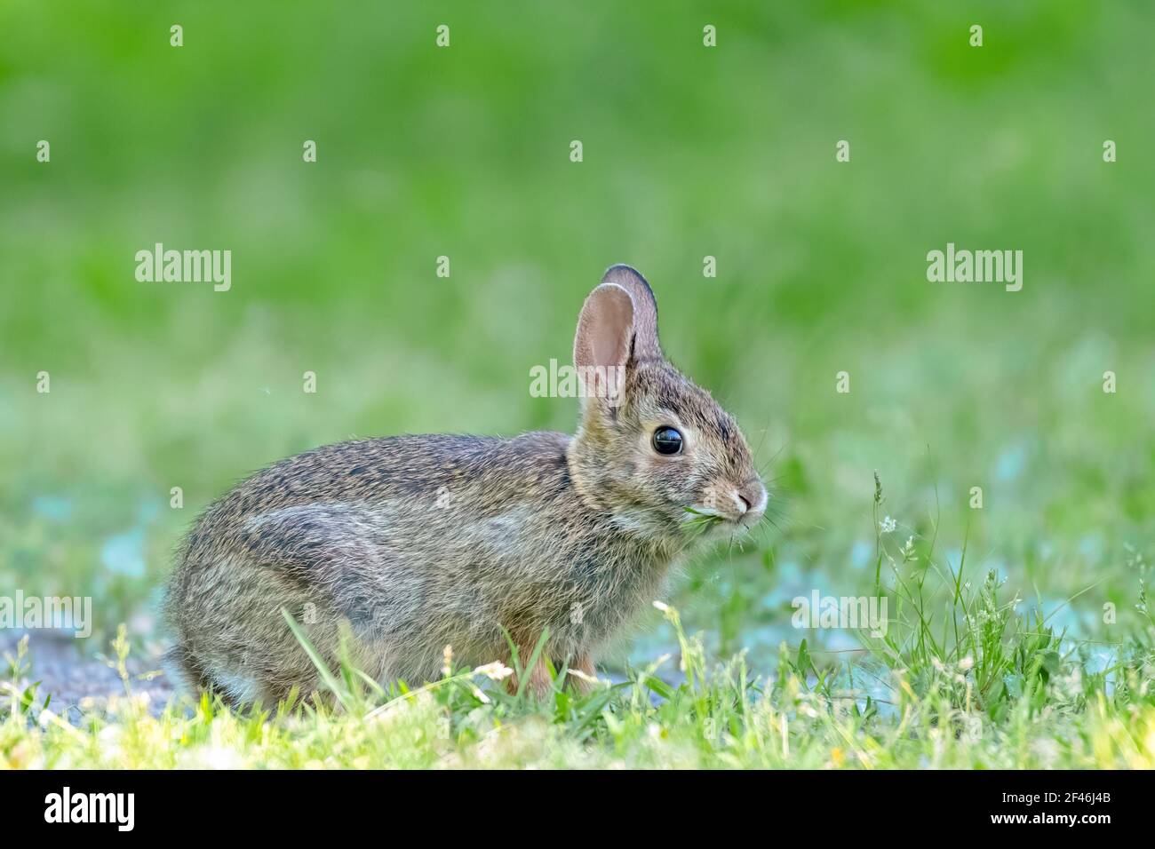 Rabbit kitten with a green background - Baby Bunny Stock Photo