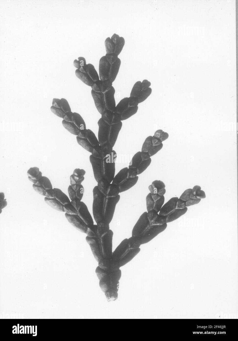 Pea-fruity white skeather or sham cypress (Chamaecyparis pisifera), branch top Stock Photo