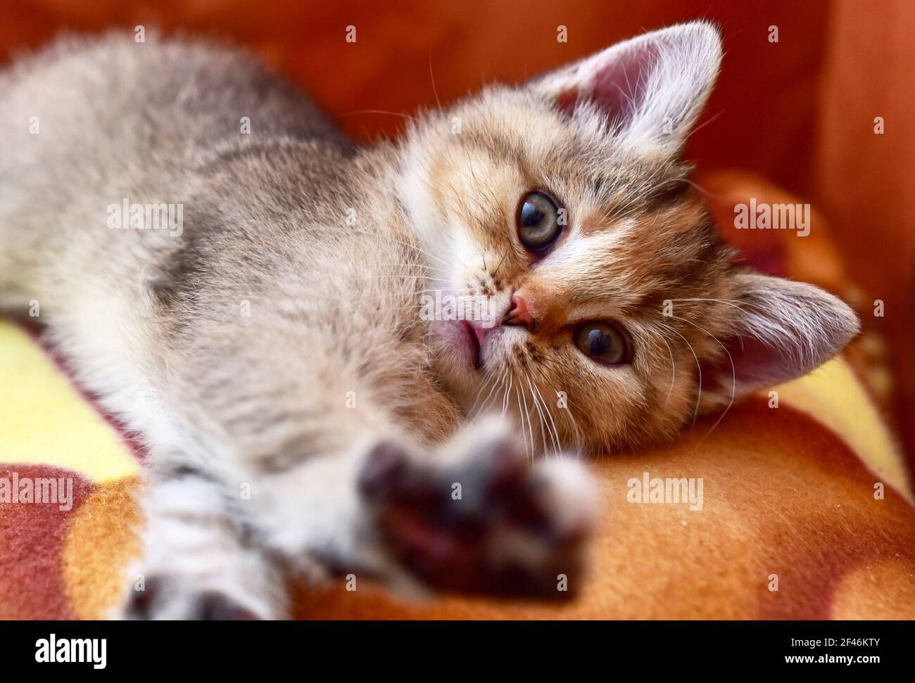 Small kitten of the British chinchilla breed. Little baby cat