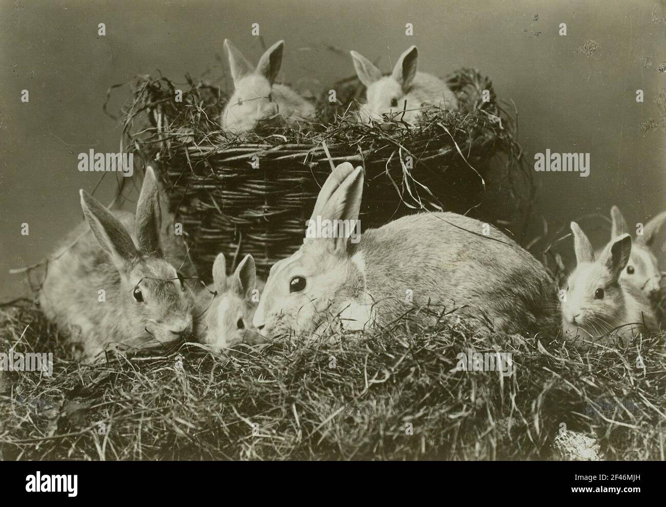 Steinbach / Erzgebirge, house rabbit family Stock Photo Alamy