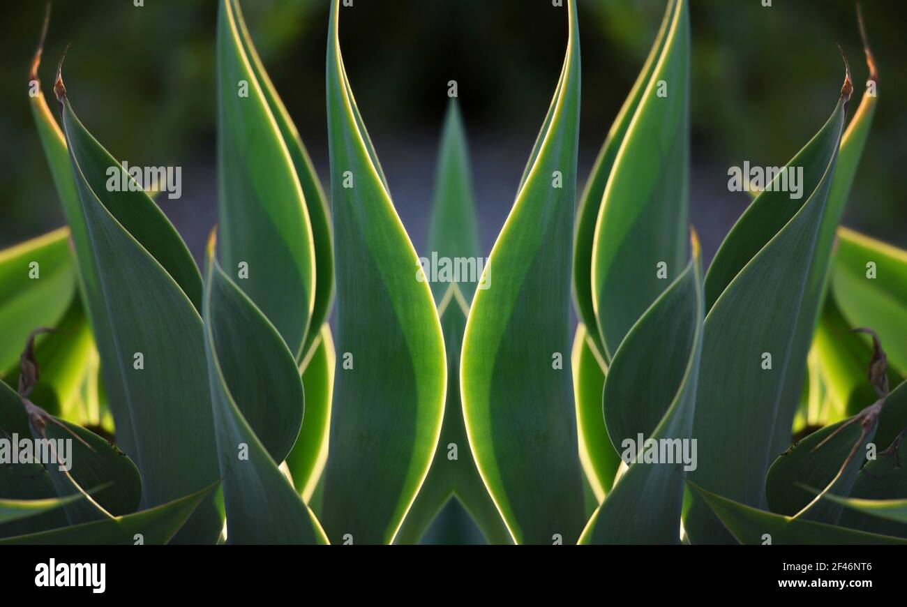 Agave attenuata, an evergreen succulent plant with spineless long green