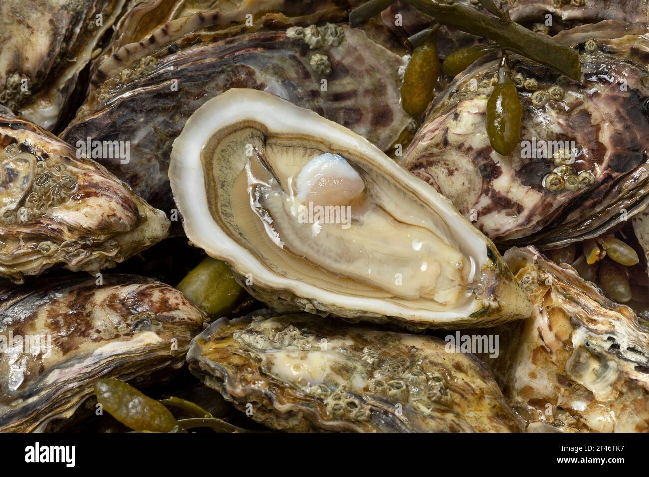 Fresh raw closed Pacific oysters, Japanese oysters full frame and an open one close up Stock Photo