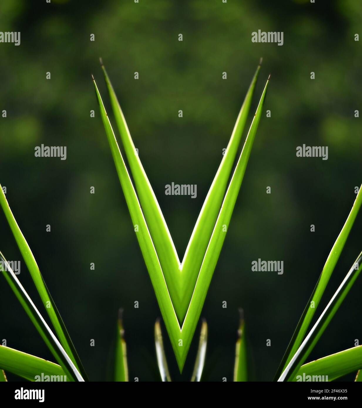 Dracaena marginata, an attractive plant with green sword-like, red 