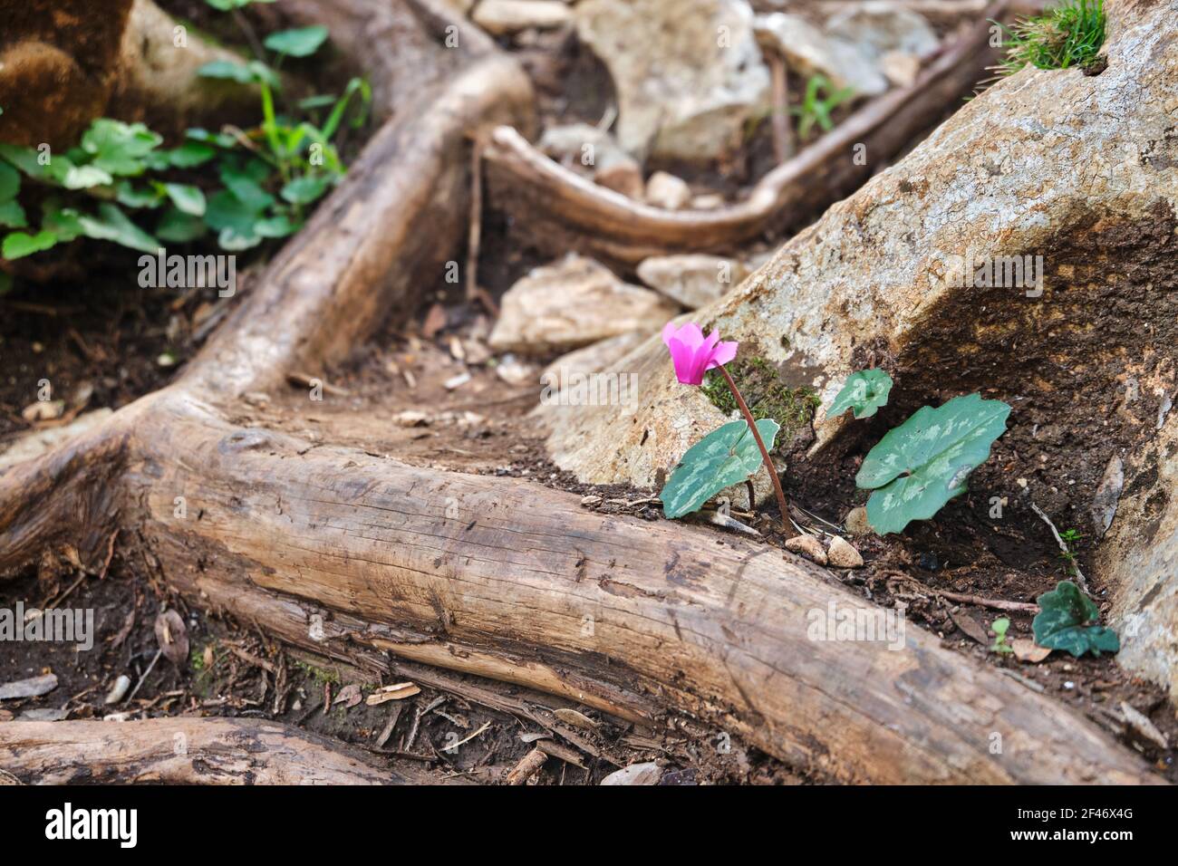 wild cyclamen on a root, found on a path in cala fuili, sardinia, Italy Stock Photo