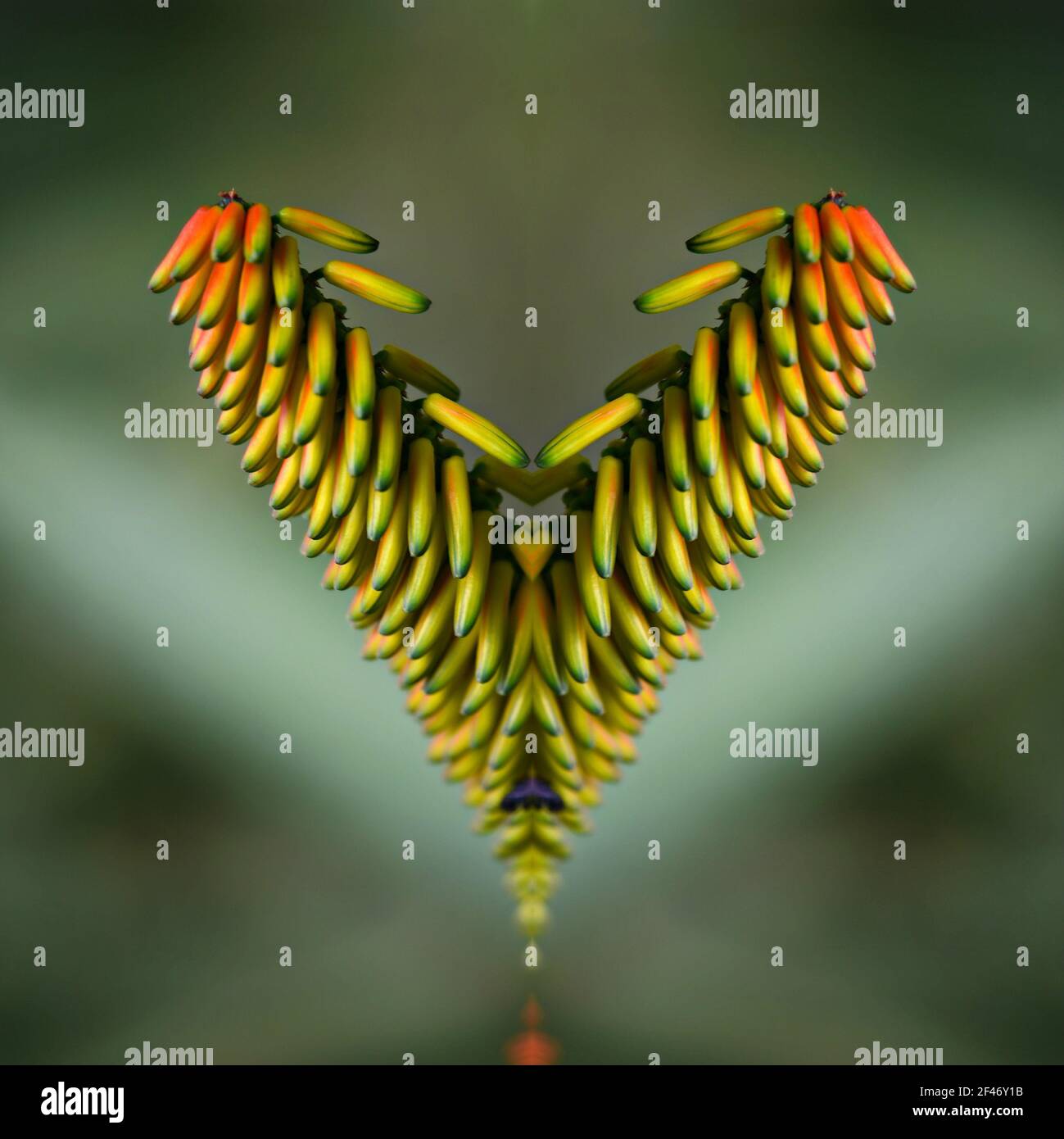 Bromeliad buds on a heart-shaped abstract composition. Stock Photo