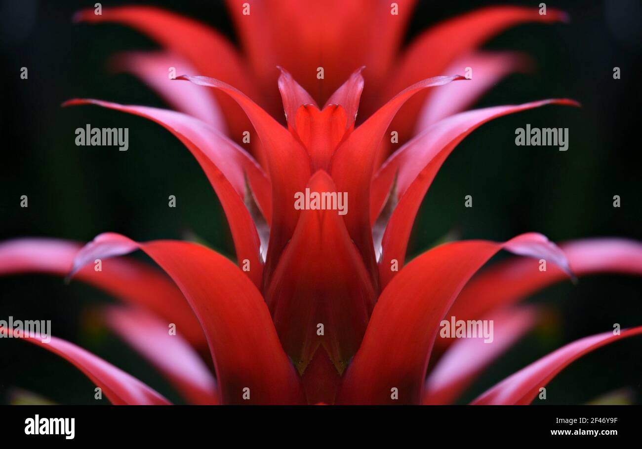 Bromeliad Guzmania, a tropical flowering plant on an abstract composition. Stock Photo