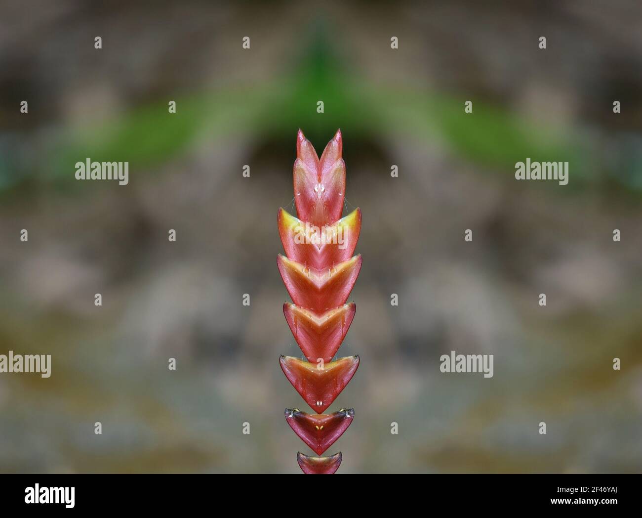 Bromeliad Pitcaimia, a tropical succulent flowering plant on an abstract composition. Stock Photo