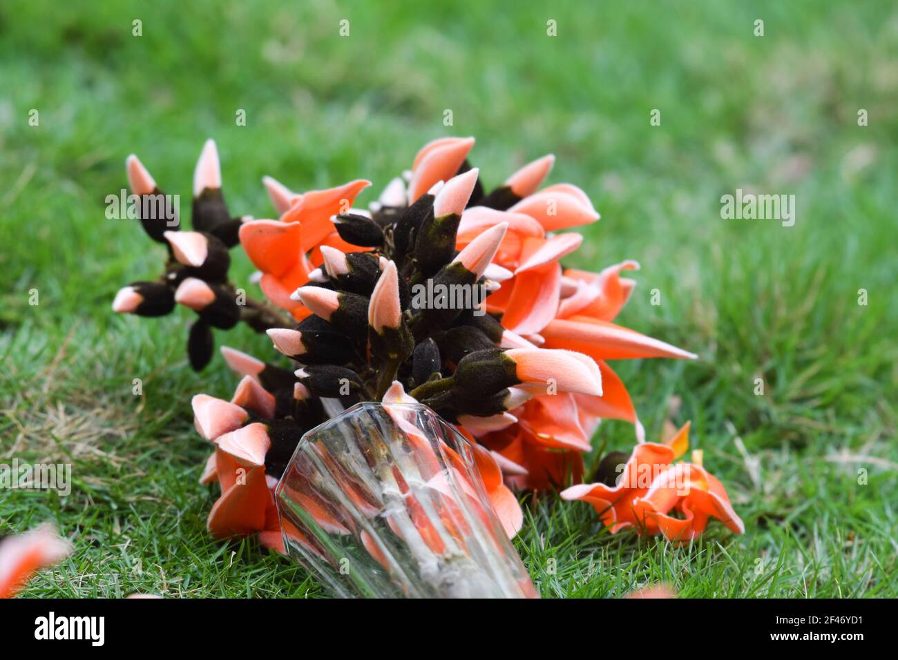 Bastard Teak Flower also known as Flame of the Forest branch Stock