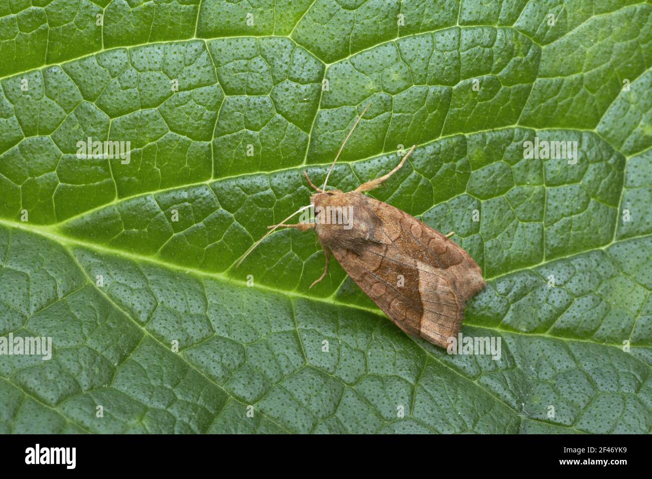 Rosy Rustic Hydraecia micacea Essex, UK IN000438 Stock Photo
