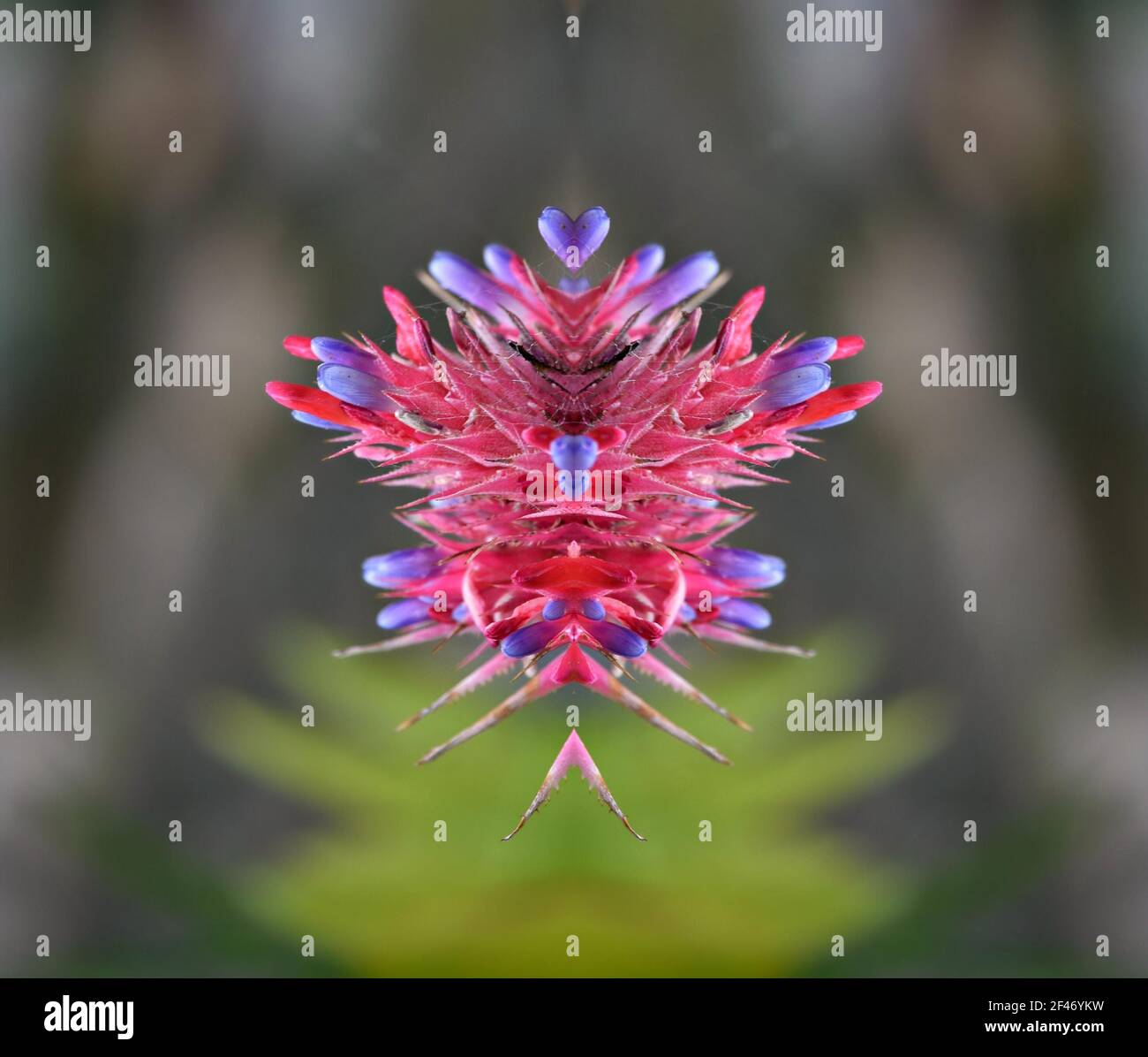 Bromeliad Aechmea, a tropical flowering plant  on an abstract composition. Stock Photo