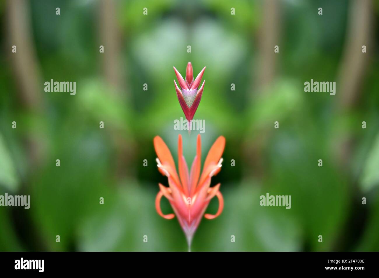 Bromeliad Tillandsia, a tropical flowering plant on an abstract composition. Stock Photo