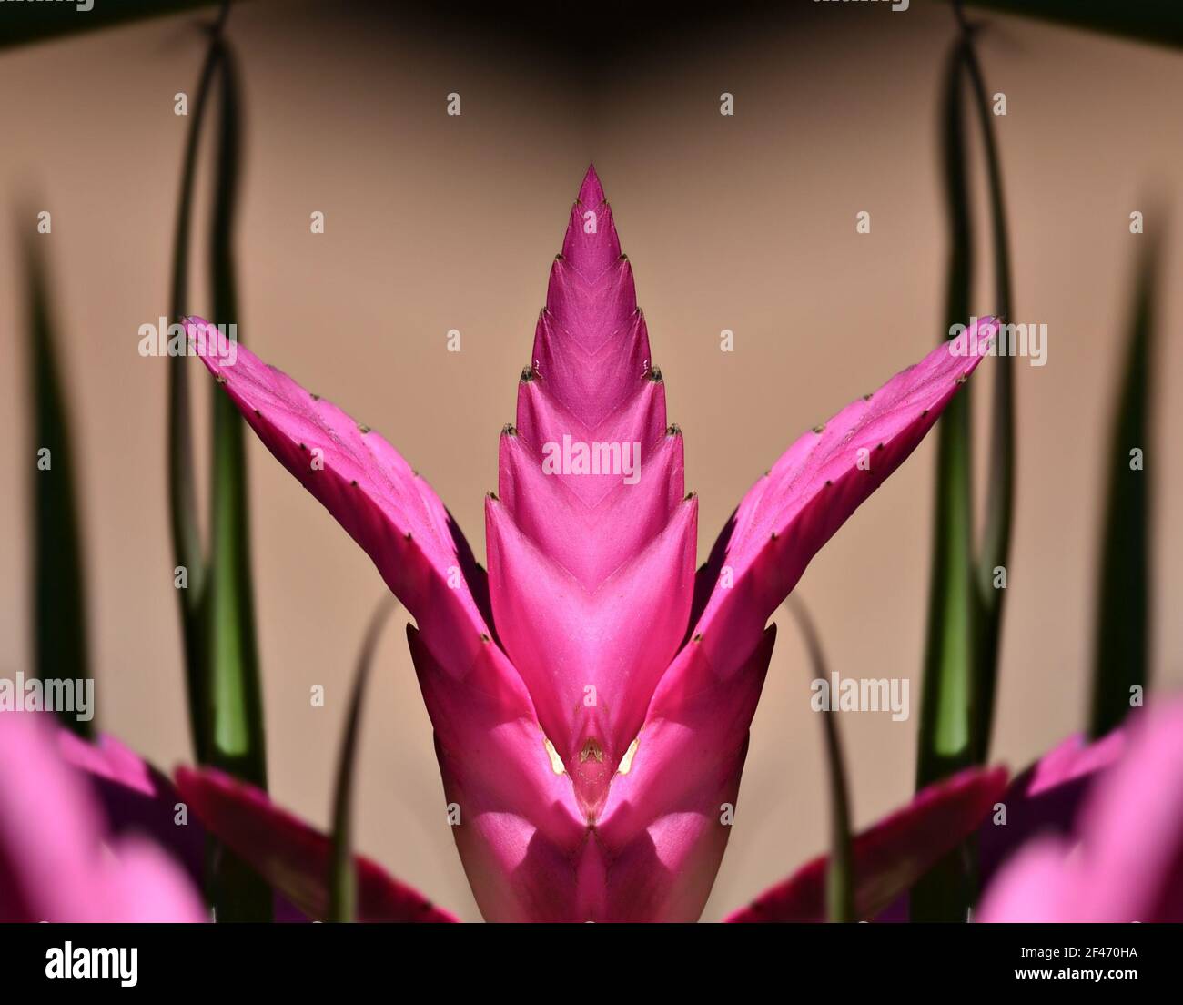 Bromeliad Tillandsia Cyanea, a tropical flowering plant on an abstract composition. Stock Photo