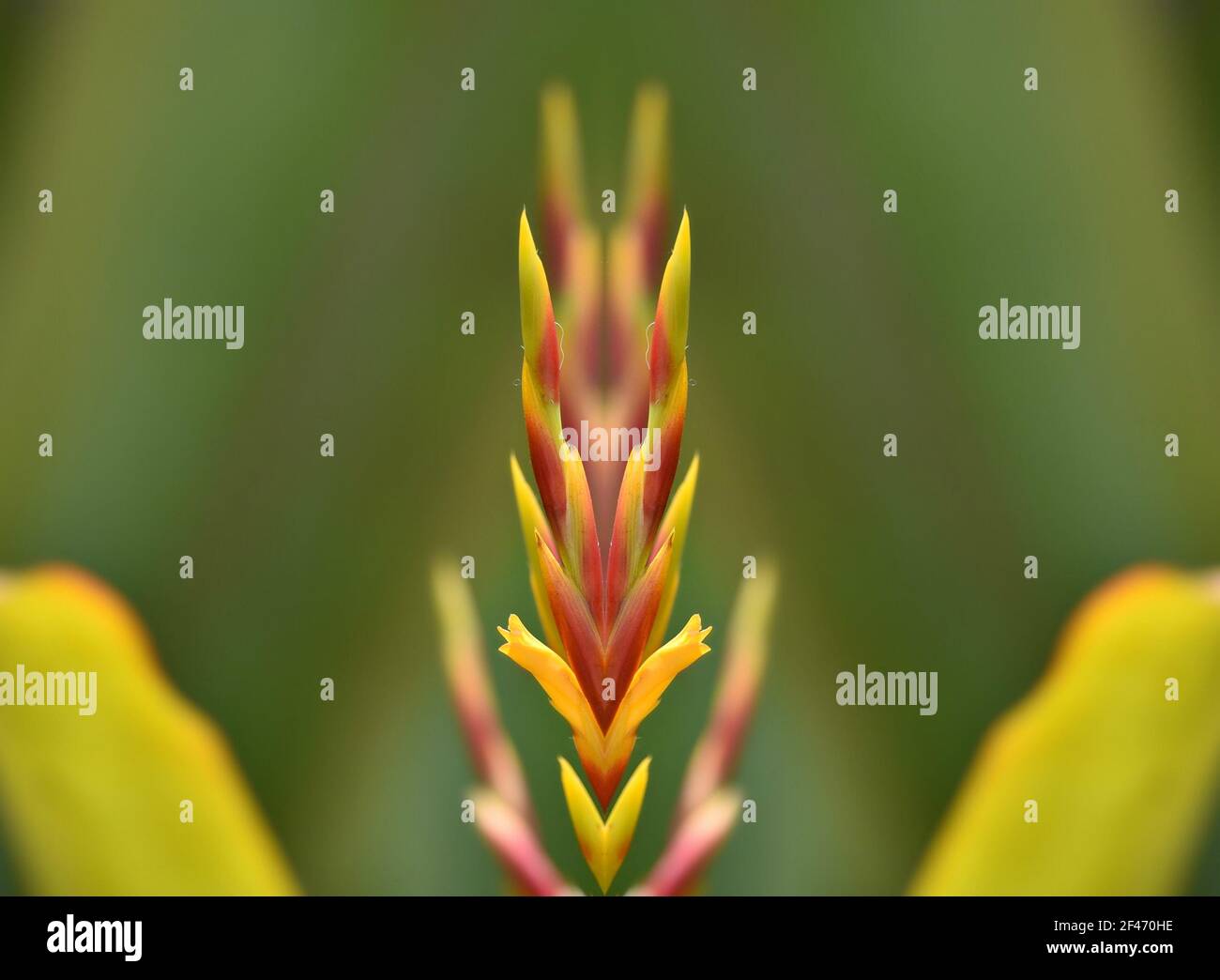 Bromeliad Vriesea, a tropical flowering plant on a natural green ...