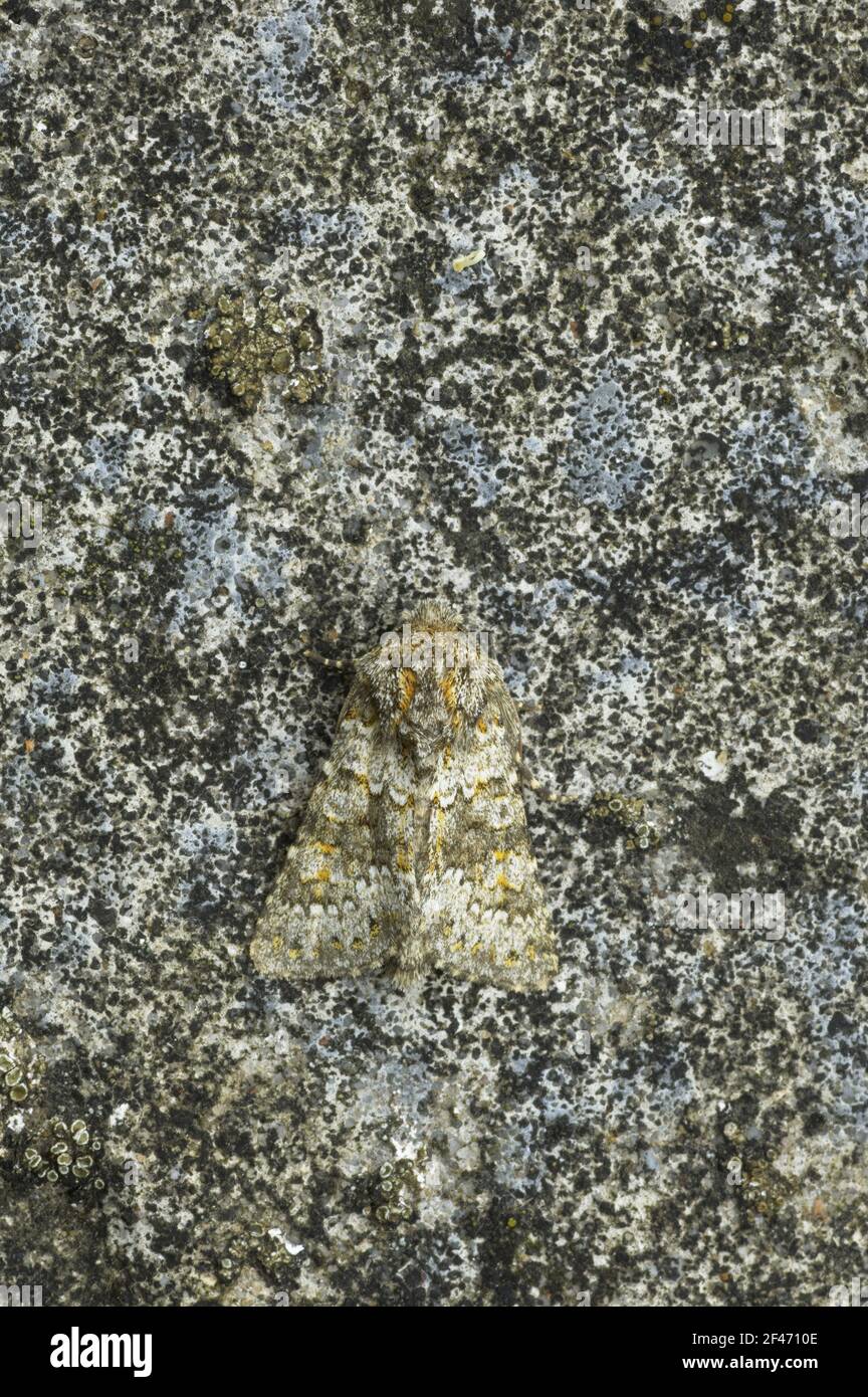 Feathered ranunculus moth hi-res stock photography and images - Alamy